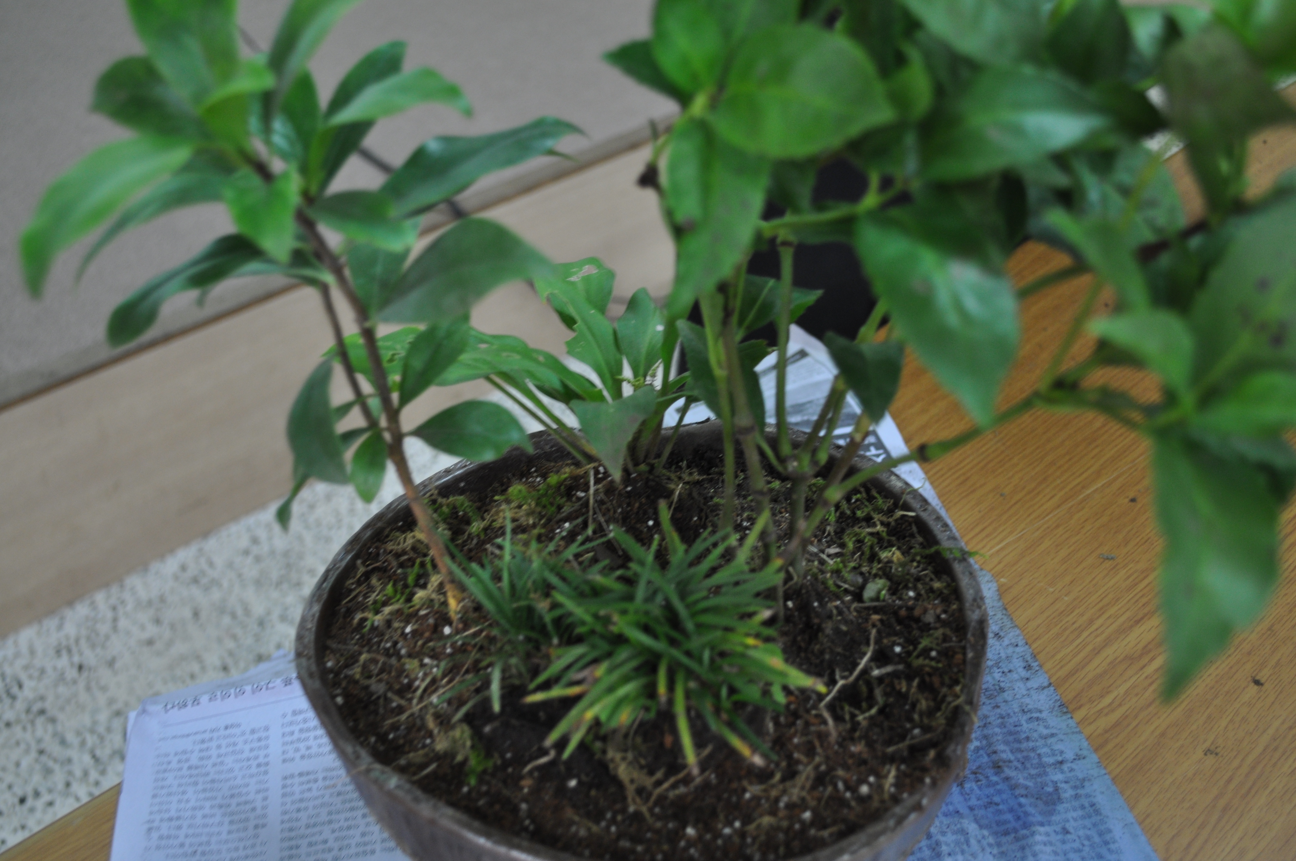 도시생활농업 활성화 생활원예 교육(1차수,2011.9.8)